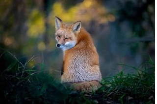 The AI “Silent Partner